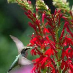 亚洲超清中文字幕无码 x8h0axmfc